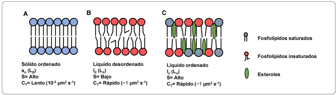 Que significa grasas insaturadas